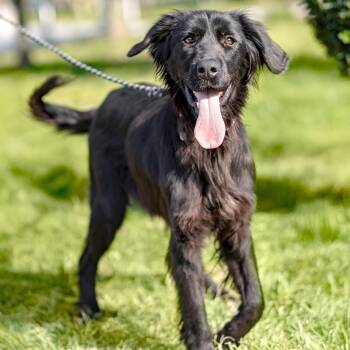 Flat Coated Retriever and Spaniel Dogs Available for Adoption - Emmy | PetCurious