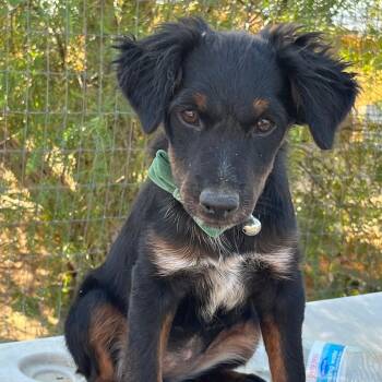 Rescue Terrier Dogs for Adoption in Bermuda Dunes, California - Amy | PetCurious