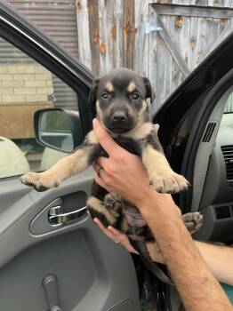 Pikachu -  German Shepherd Dog and Labrador Retriever Dog for Adoption in Newnan, Georgia - Pikachu | PetCurious