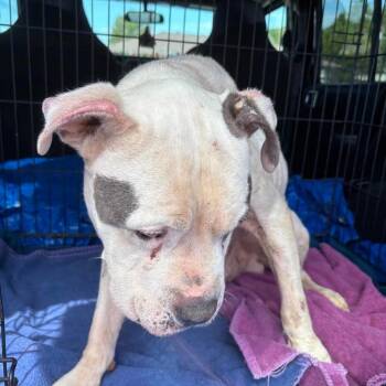 Wallis -  American Bulldog and Mixed Breed Dog for Adoption in Spring Hill, Kansas - Wallis | PetCurious