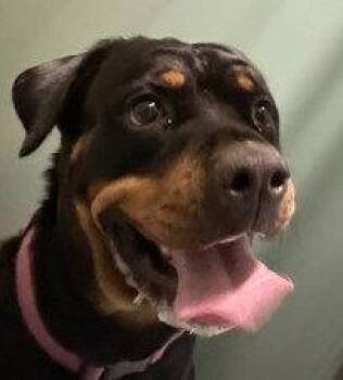 Queen -  Rottweiler Dog for Adoption in Deering, New Hampshire - Queen | PetCurious
