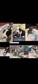 Pit Bull Terrier Dogs Available for Adoption in Seaside Heights, New Jersey - Jolly, Georgina, Veruca, Violet, And Charlie | PetCurious