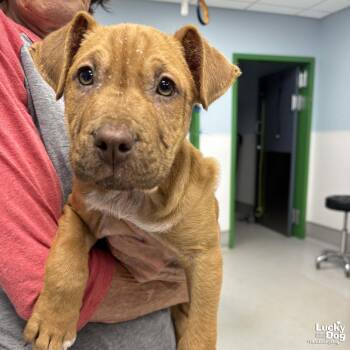 Terrier and Retriever Dogs Available for Adoption in Washington, District Of Columbia - Pirate | PetCurious