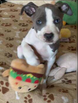 Pit Bull Terrier Dogs Available for Adoption - Blue | PetCurious