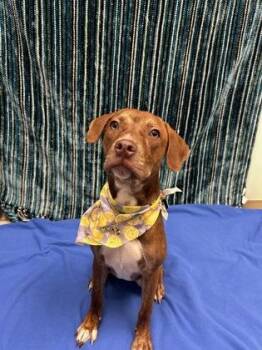 Citrine -  Mixed Breed Dog for Adoption in Hamilton, Ohio - Citrine | PetCurious