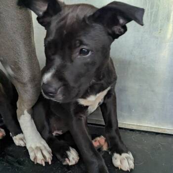 Pit Bull Terrier Dogs Available for Adoption in Birmingham, Alabama - Bubbles | PetCurious