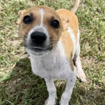 Cassie -  Jack Russell Terrier and Mixed Breed Dog for Adoption in Jefferson, New Jersey - Cassie | PetCurious
