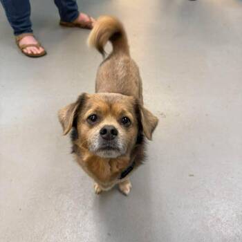 Pekingese and Pug Dogs Available for Adoption in Lynchburg, Virginia - Sponge | PetCurious