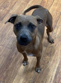 Nova Nebula -  Mixed Breed Dog for Adoption in Ocala, Florida - Nova Nebula | PetCurious