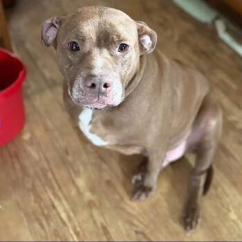 Buddy -  Mixed Breed Dog for Adoption in Springboro, Ohio - Buddy | PetCurious