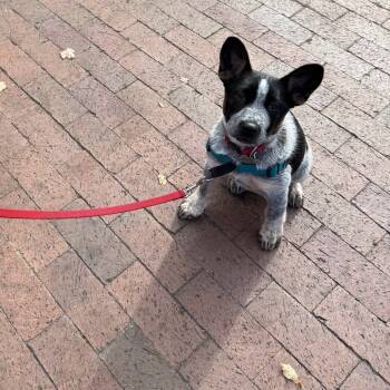 Rescue Cattle Dog and Mixed Breed Dogs for Adoption in Richmond, California - IRIS Now MINNIE | PetCurious