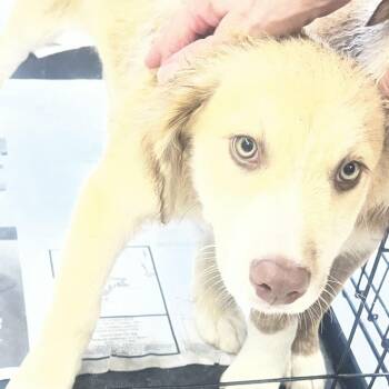 Turner -  Mixed Breed Dog for Adoption in Fairfax Station, Virginia - Turner | PetCurious