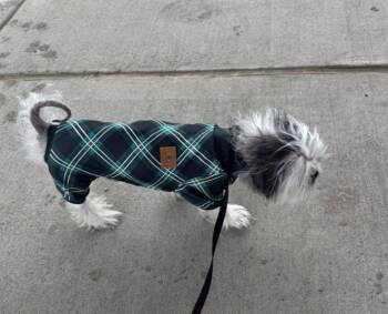 Ceasar ~ -  Shih Tzu Dog for Adoption in Columbia, Tennessee - Ceasar ~ | PetCurious