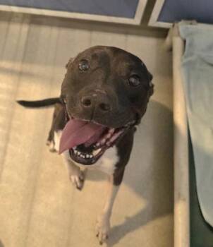 Tanashi -  Terrier and Mixed Breed Dog for Adoption in Honolulu, Hawaii - Tanashi | PetCurious