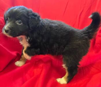 Mixed Breed Dogs Available for Adoption in Murphysboro, Illinois - Max | PetCurious