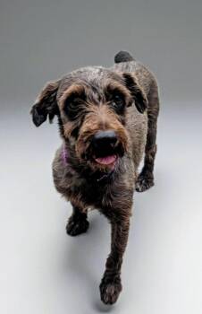 Schnauzer and German Wirehaired Pointer Dogs Available for Adoption in Fort Myers, Florida - Schatzie | PetCurious