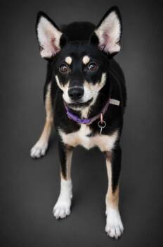 Bear Bear -  Terrier and Mixed Breed Dog for Adoption in Bowling Green, Kentucky - Bear Bear | PetCurious