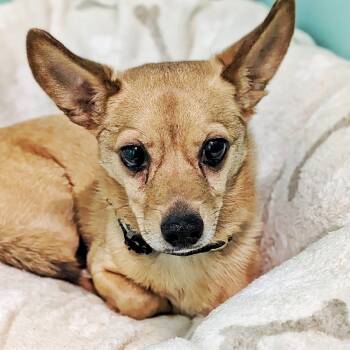 Corgi and Chihuahua Dogs Available for Adoption in Eustis, Florida - Lee | PetCurious