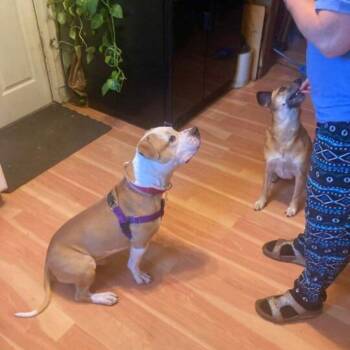 Rescue Mixed Breed Dogs for Adoption in New York, New York - Sage | PetCurious