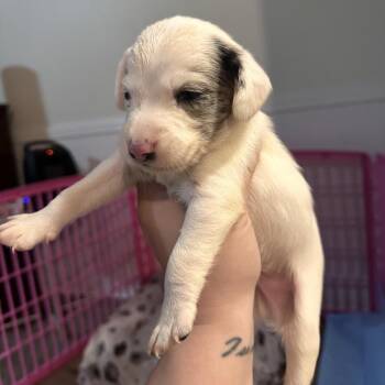 Kevin -  Dachshund and Mixed Breed Dog for Adoption in Baton Rouge, Louisiana - Kevin | PetCurious