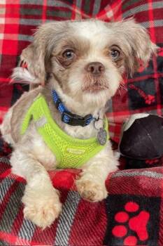 Rescue Shih Tzu Dogs for Adoption in Memphis, Tennessee - Gabby | PetCurious