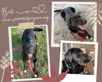 Labrador Retriever and Black Labrador Retriever Dogs Available for Adoption - Bill | PetCurious