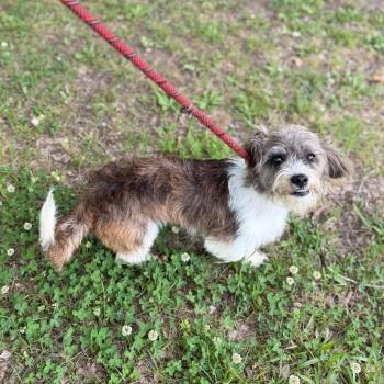 Terrier and Mixed Breed Dogs Available for Adoption in Carencro, Louisiana - Kolache | PetCurious