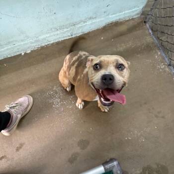 Sabrina -  Pit Bull Terrier Dog for Adoption in Tulsa, Oklahoma - Sabrina | PetCurious