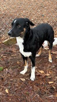 Border Collie Dogs Available for Adoption - Neo | PetCurious