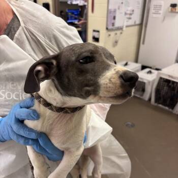 Prune -  Mixed Breed Dog for Adoption in Asheville, North Carolina - Prune | PetCurious