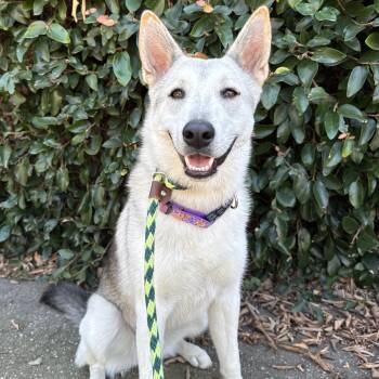 Rescue Husky Dogs for Adoption in Goleta, California - Gigi | PetCurious