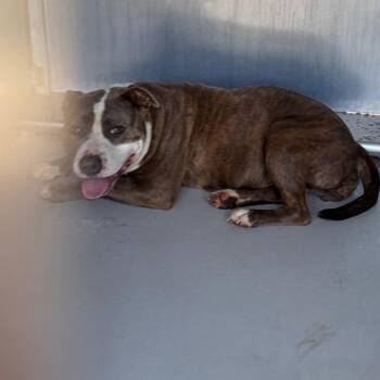 Pippa -  Mixed Breed Dog for Adoption in Greenville, South Carolina - Pippa | PetCurious