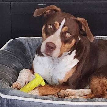 Catahoula Leopard Dog and Mixed Breed Dogs Available for Adoption - Cher | PetCurious