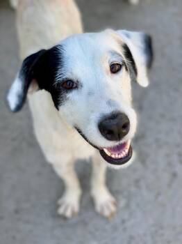 Rescue Mixed Breed Dogs for Adoption in San Diego, California - Patch | PetCurious