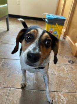 Kirby Dalton Dog -  Terrier and Beagle Dog for Adoption in Ashland, Wisconsin - Kirby Dalton Dog | PetCurious