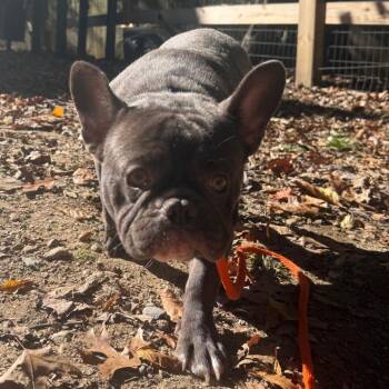Vernon -  French Bulldog Dog for Adoption in West Chester, Pennsylvania - Vernon | PetCurious