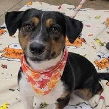 Diego -  Beagle and Basset Hound Dog for Adoption in Tampa, Florida - Diego | PetCurious