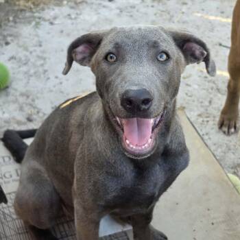 Stormi -  Blue Lacy Dog for Adoption in Plainfield, Connecticut - Stormi | PetCurious
