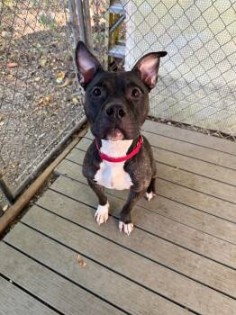 Rescue Terrier and Mixed Breed Dogs for Adoption in Pomona, New York - Diesel | PetCurious