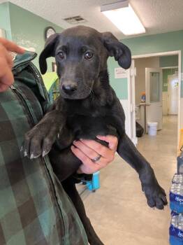 Shepherd Dogs Available for Adoption - Ki-Ki | PetCurious