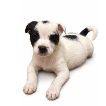 Snoopy -  Mastiff and Border Collie Dog for Adoption in Saratoga Springs, New York - Snoopy | PetCurious