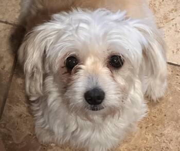 Indy Girl -  Maltese Dog for Adoption - Indy Girl | PetCurious