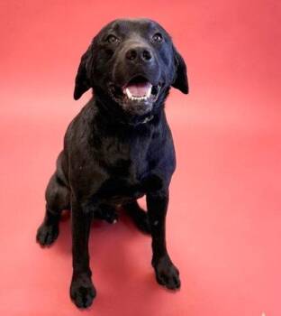Labrador Retriever and Mixed Breed Dogs Available for Adoption in Bowling Green, Kentucky - Blackjack | PetCurious