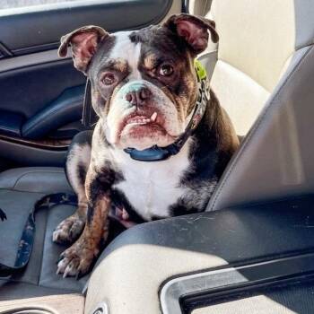 Cleo -  English Bulldog Dog for Adoption in Houston, Texas - Cleo | PetCurious