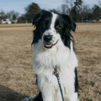 Border Collie Dogs Available for Adoption - Kip | PetCurious