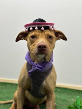 Pit Bull Terrier and Weimaraner Dogs Available for Adoption - Milo | PetCurious