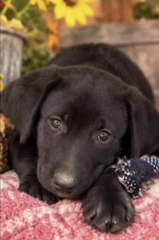 Dumpling -  Black Labrador Retriever Dog for Adoption in Batesville, Arkansas - Dumpling | PetCurious