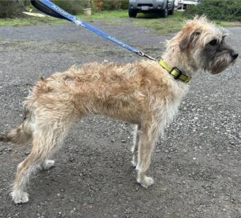 Rescue Poodle Dogs for Adoption in Larkfield-wikiup, California - Rigby | PetCurious