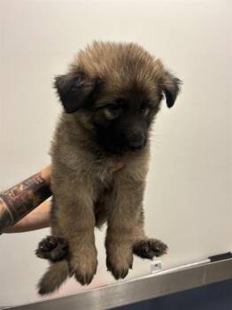 TINA -  German Shepherd Dog and Mixed Breed Dog for Adoption in Doral, Florida - TINA | PetCurious