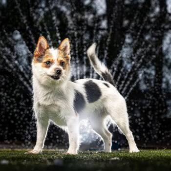 July -  Wirehaired Terrier and Mixed Breed Dog for Adoption in Jupiter, Florida - July | PetCurious